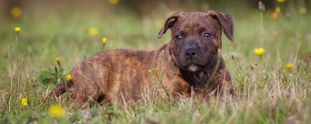 Hund ligger i gräset bland maskrosor
