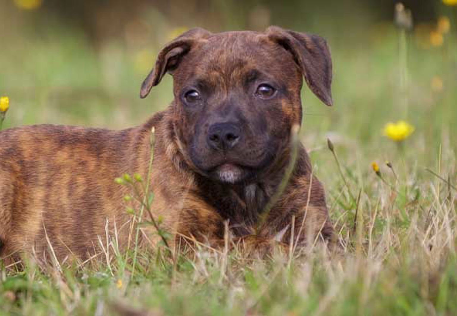 Hund ligger i gräset bland maskrosor