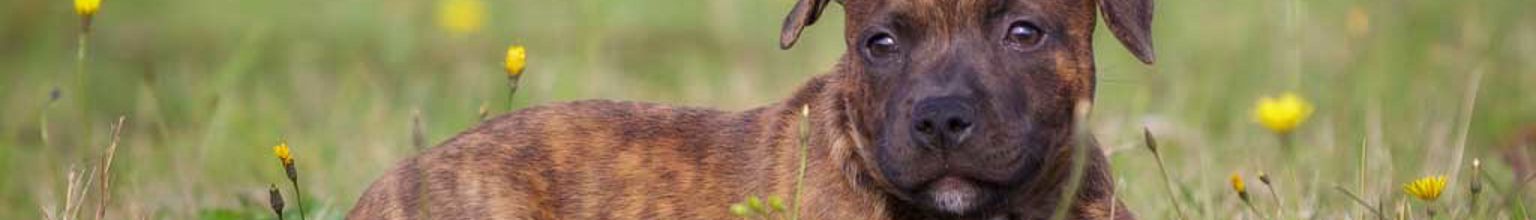 Hund ligger i gräset bland maskrosor