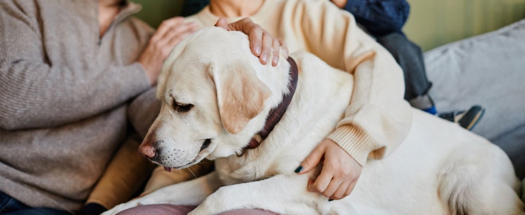  stor labrador ligger i soffan med sin familj