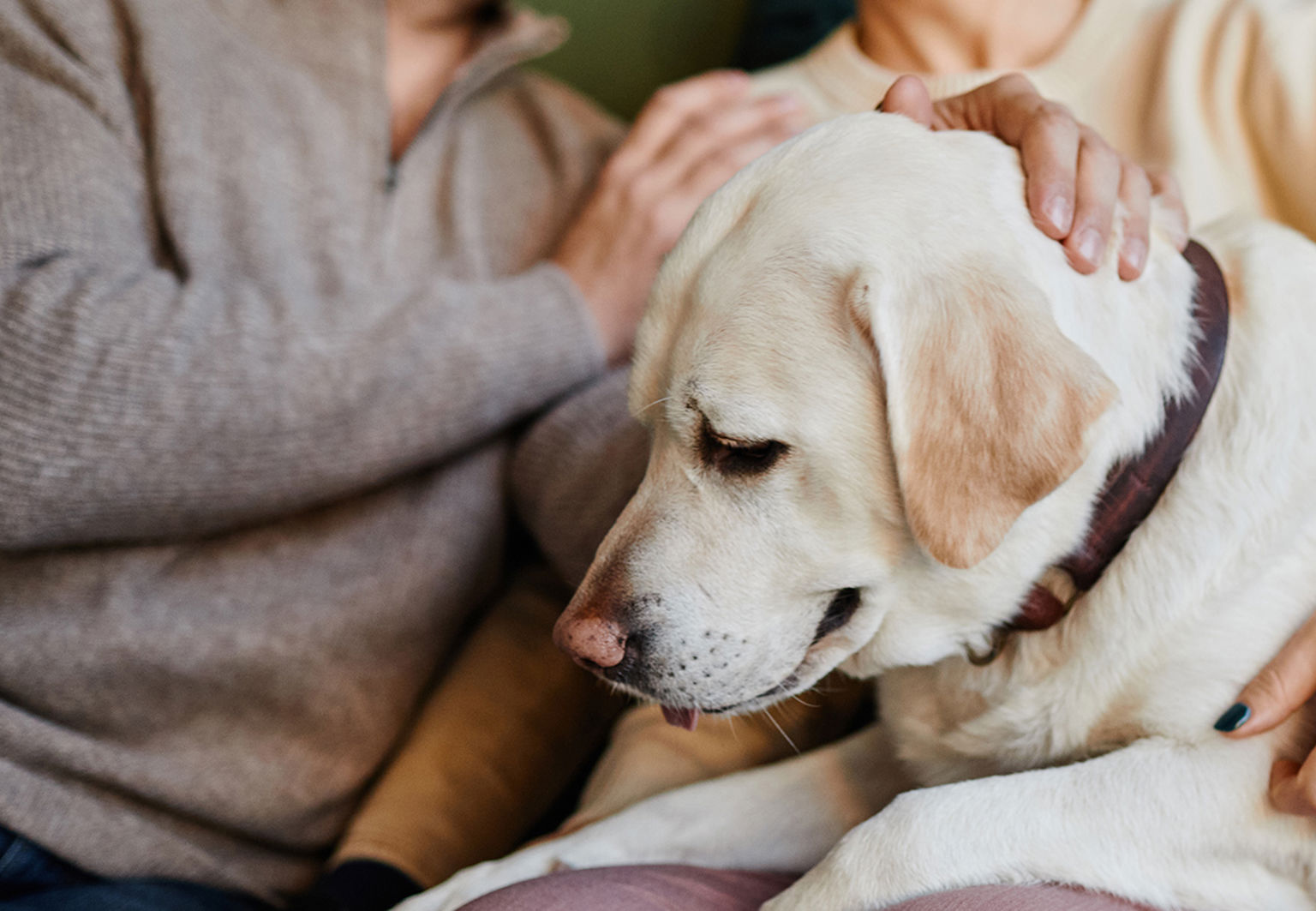 stor labrador ligger i soffan med sin familj