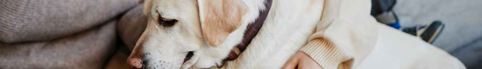 stor labrador ligger i soffan med sin familj