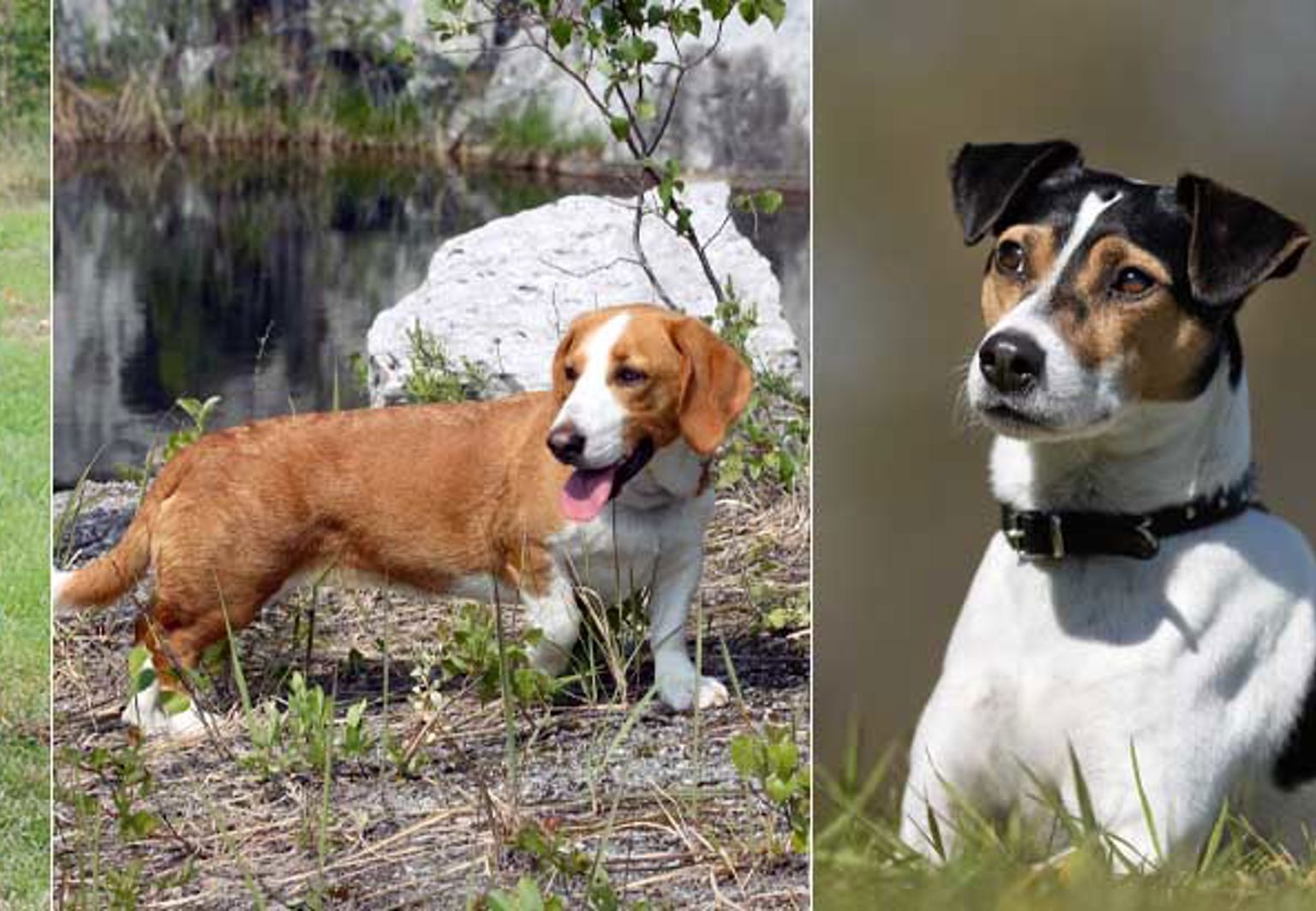 gotlandsstövare, drever och dansk-svensk gårdshund