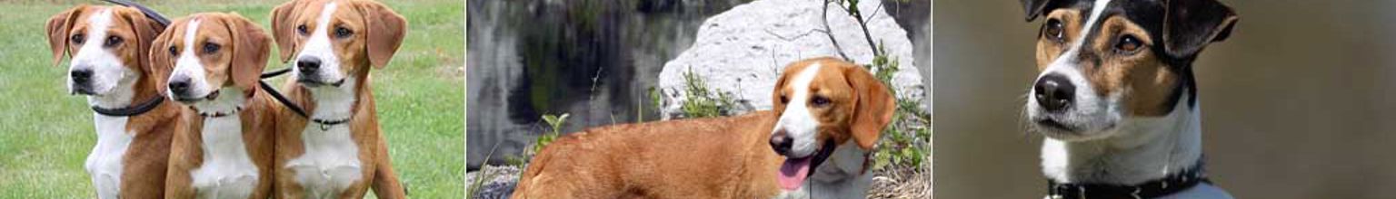 gotlandsstövare, drever och dansk-svensk gårdshund