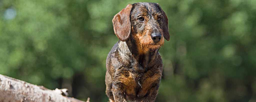 Strävhårig tax i ett skogsområde