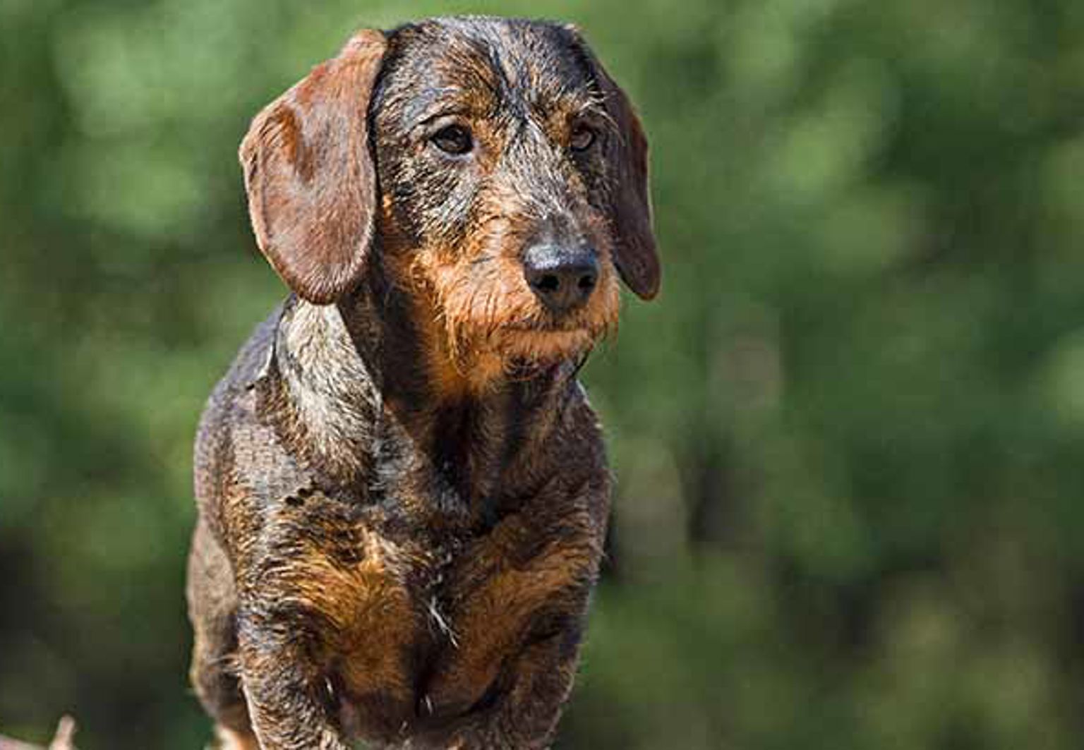 Strävhårig tax i ett skogsområde