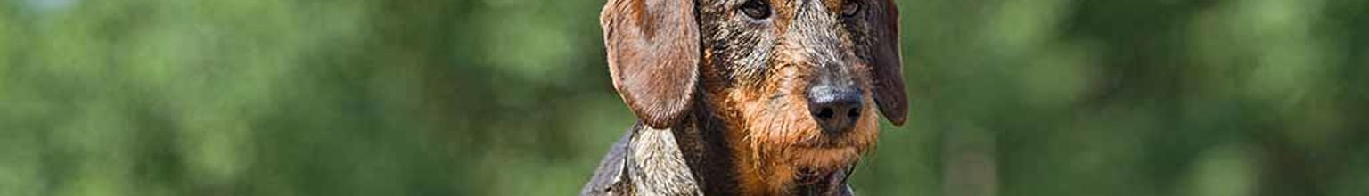 Strävhårig tax i ett skogsområde