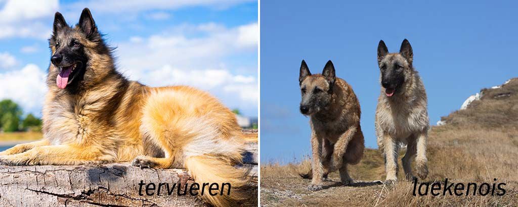 två olika varianter av belgisk vallhund, tervueren och laeknois