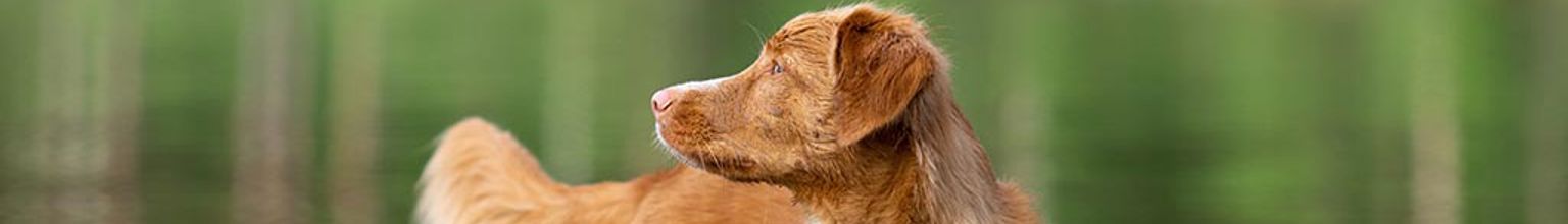 Hund av rasen tollare står i vatten utomhus