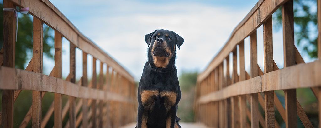 Vakthund rottweiler sitter på en bro
