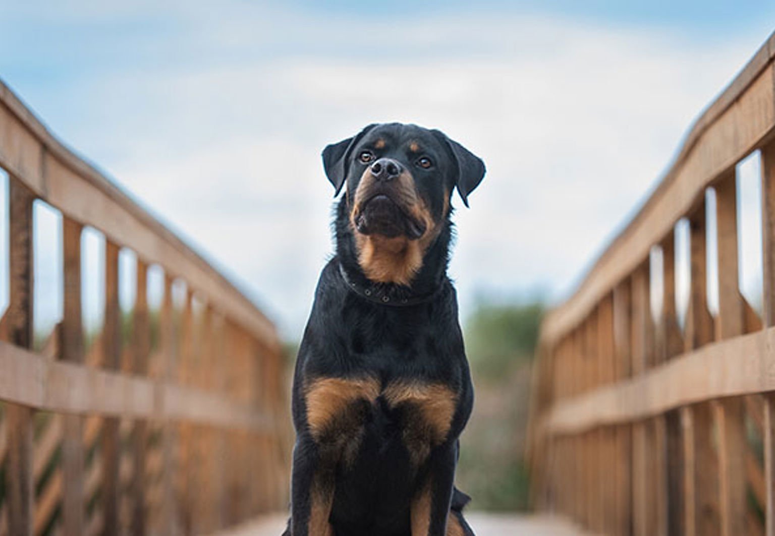 Vakthund rottweiler sitter på en bro