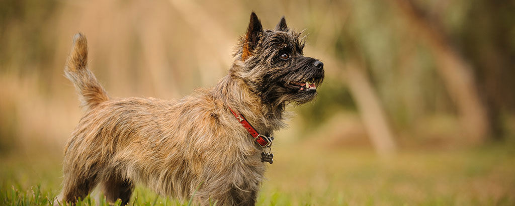Liten vakthund cairnterrier står och spanar