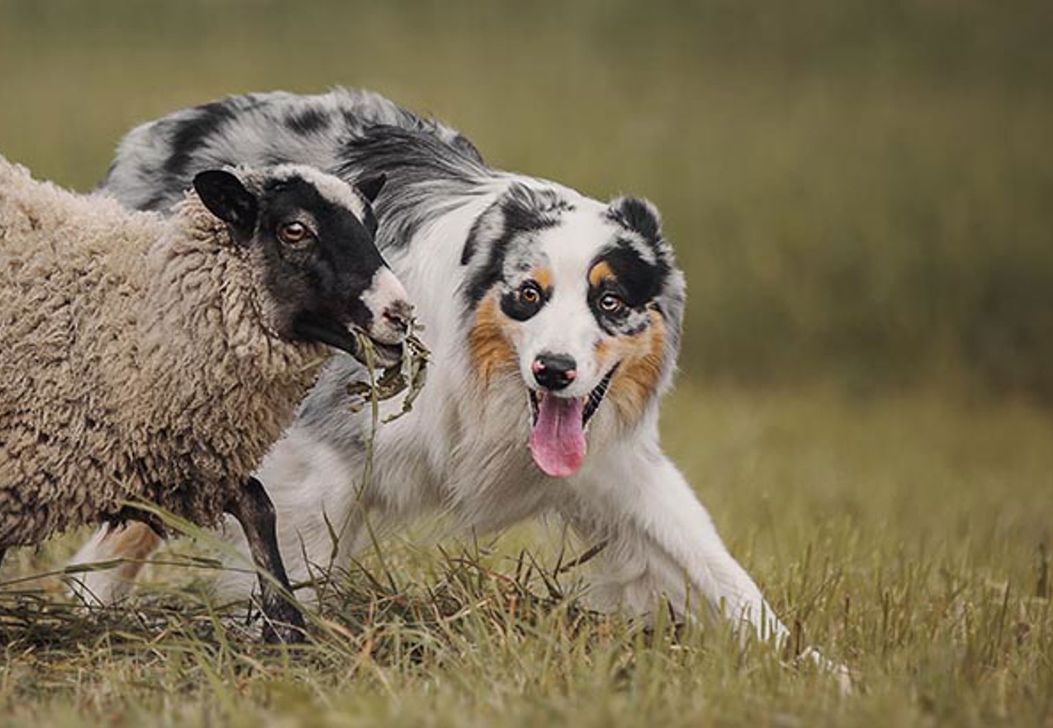 Hund springer bredvid och vallar ett får