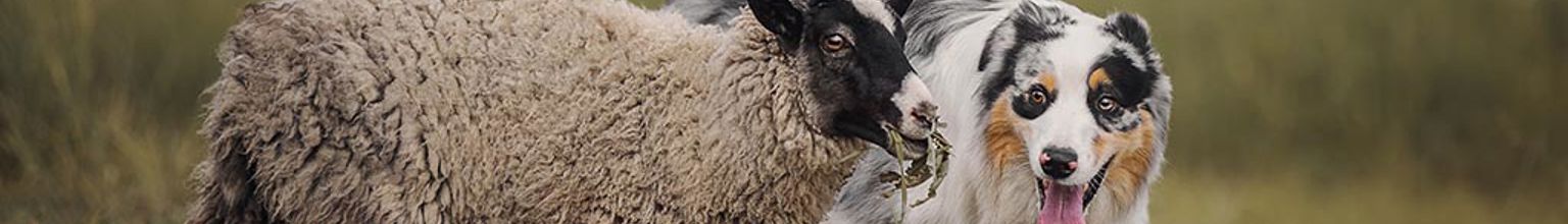 Hund springer bredvid och vallar ett får