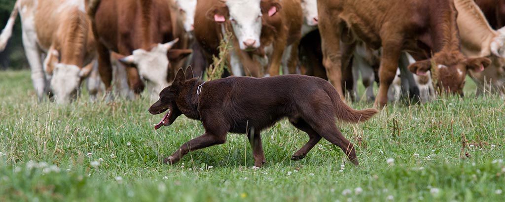 Hund springer bland flera kossor på en äng