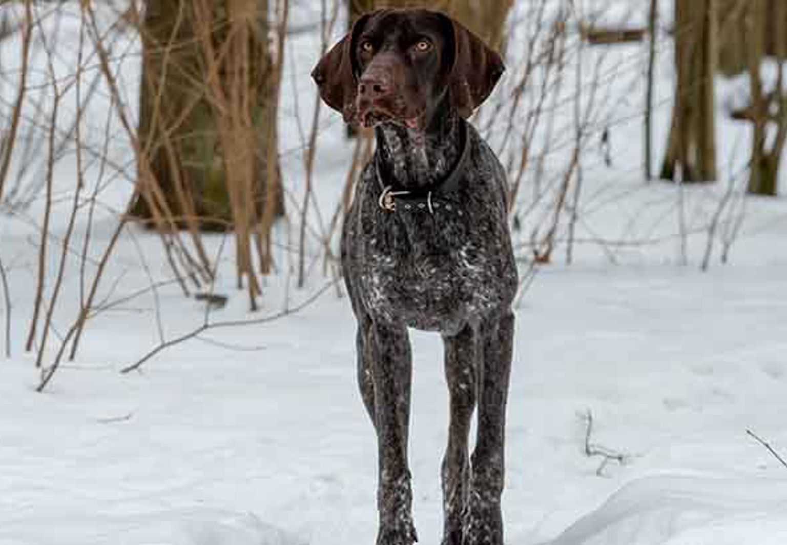En hund av rasen vorsteh står utomhus i snön