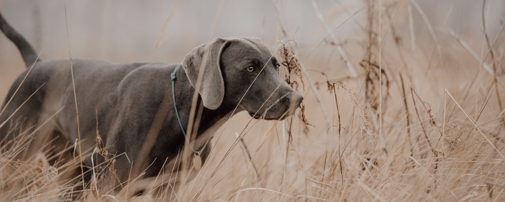 Fågelhunden weimaraner markerar i högt gräs