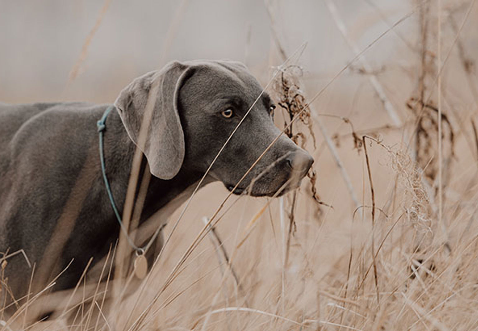 Fågelhunden weimaraner markerar i högt gräs