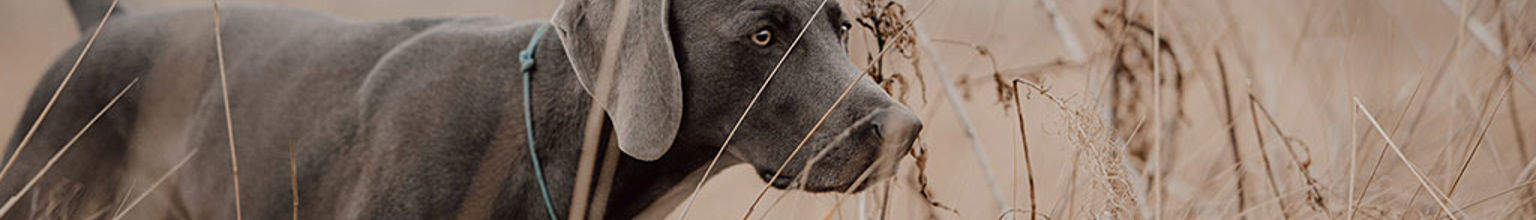 Fågelhunden weimaraner markerar i högt gräs