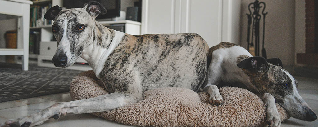 Två hundar av rasen whippet ligger och vilar i en liten hundbädd