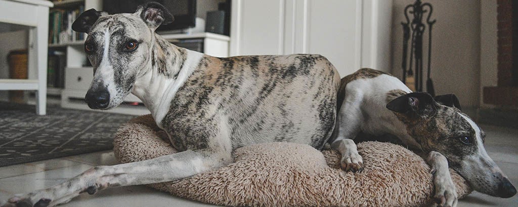Två hundar av rasen whippet ligger och vilar i en liten hundbädd