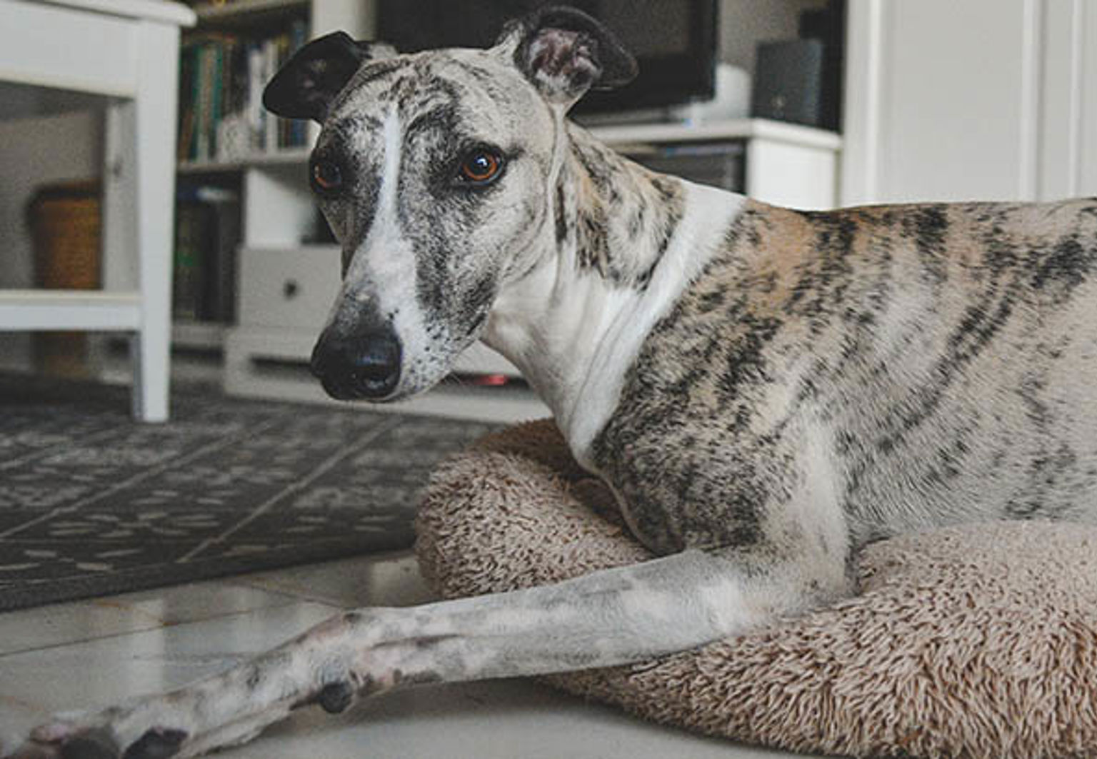 Två hundar av rasen whippet ligger och vilar i en liten hundbädd