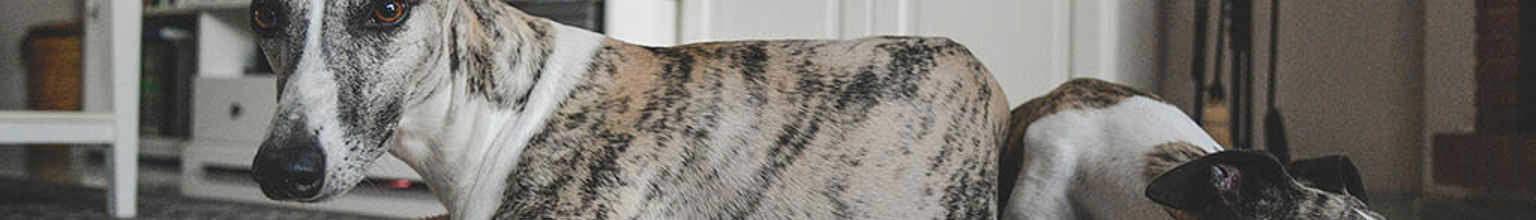 Två hundar av rasen whippet ligger och vilar i en liten hundbädd