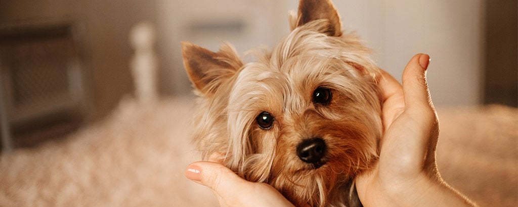 Närbild på hund av rasen yorkshire terrier