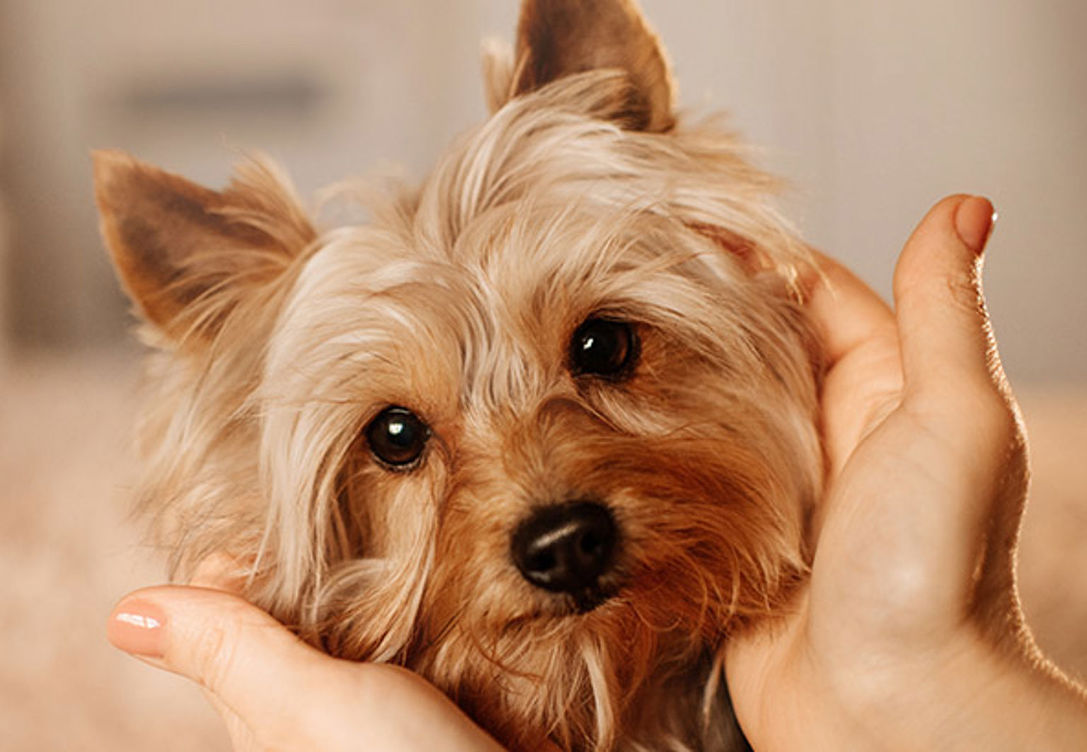 Närbild på hund av rasen yorkshire terrier