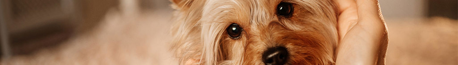 Närbild på hund av rasen yorkshire terrier