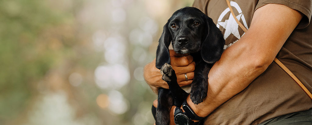 Svart hundvalp hålls i famnen