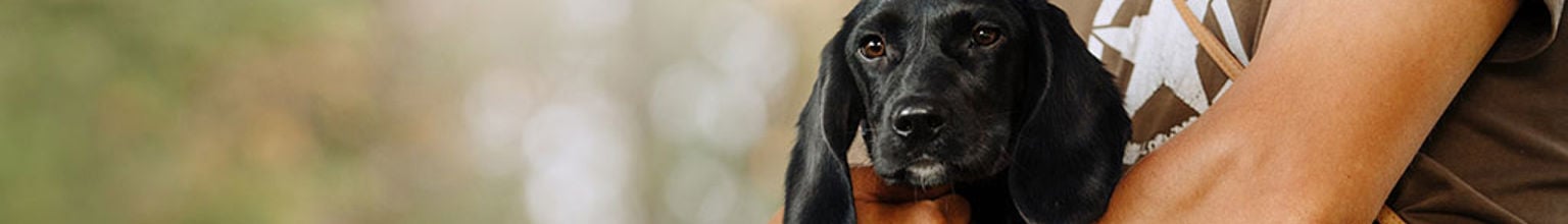 Svart hundvalp hålls i famnen