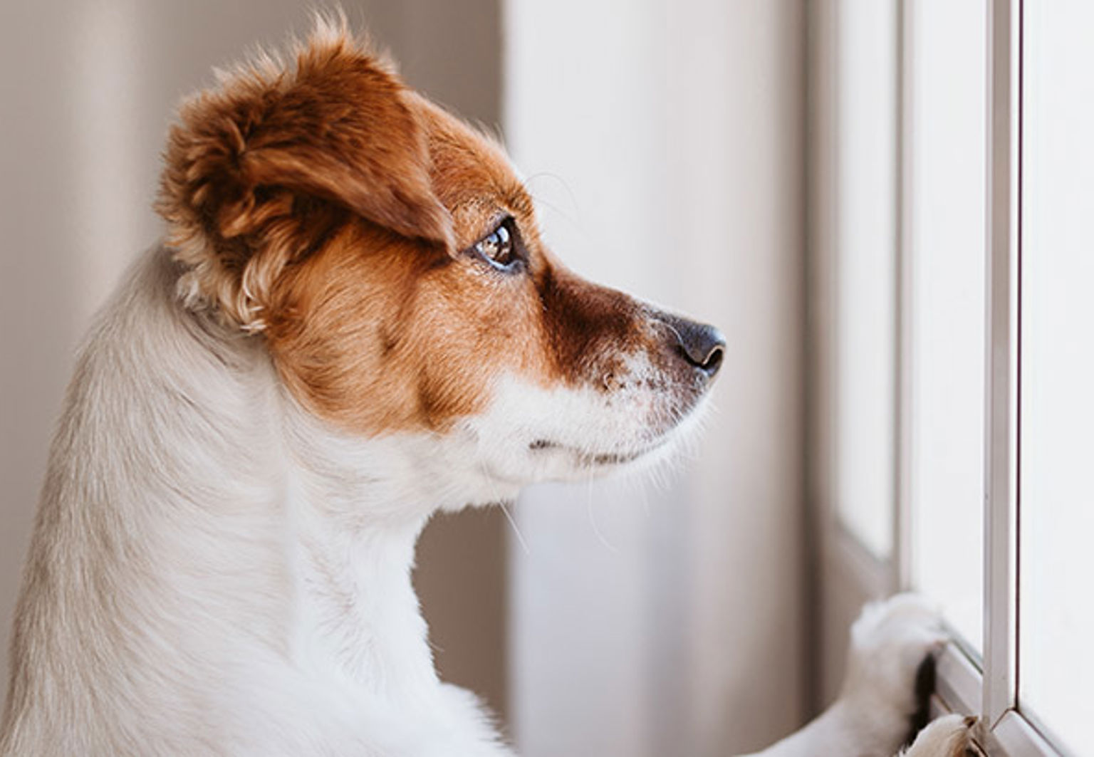Hundvalp som hoppat upp med framtassarna mot fönstret och tittar ut under ensamträning