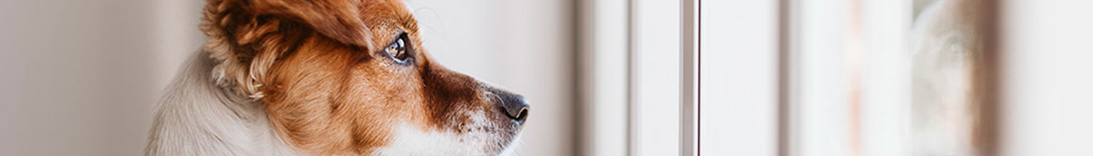 Hundvalp som hoppat upp med framtassarna mot fönstret och tittar ut under ensamträning