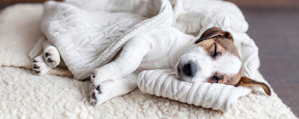 Hundvalp som sover inlindad i en vit filt under sin första tid