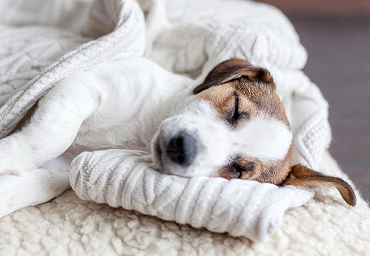 Hundvalp som sover inlindad i en vit filt under sin första tid