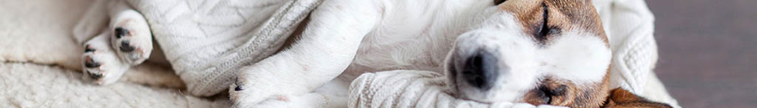 Hundvalp som sover inlindad i en vit filt under sin första tid