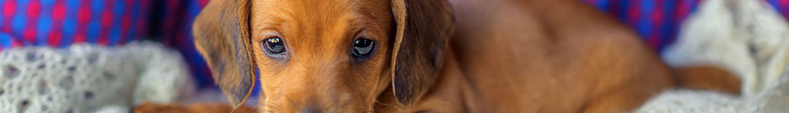 närbild på en söt liten taxvalp