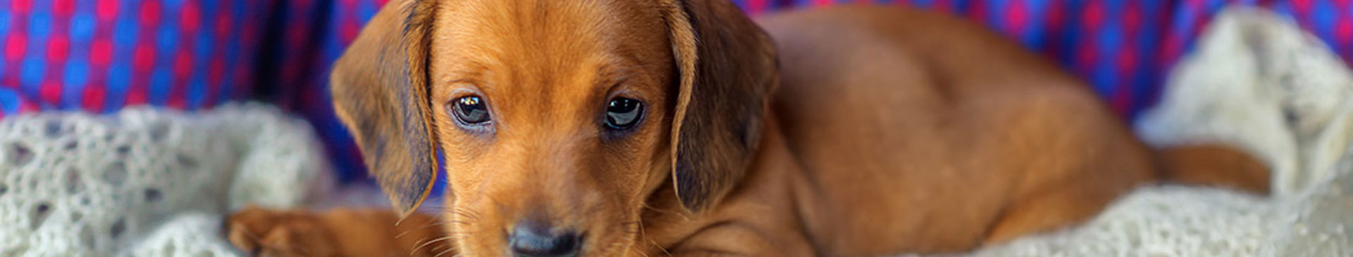 närbild på en söt liten taxvalp