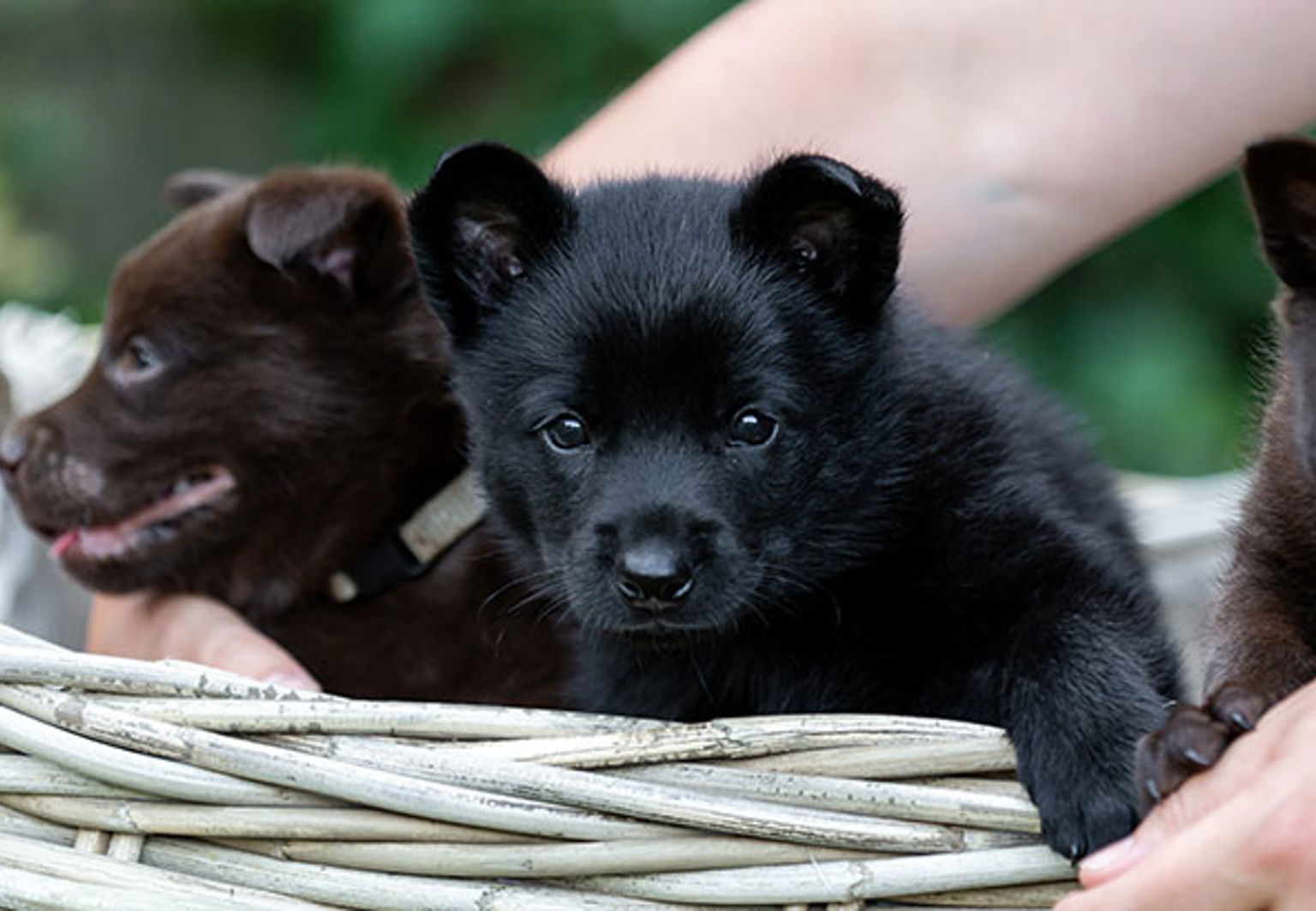 Tre svarta hundvalpar i en rottingkorg
