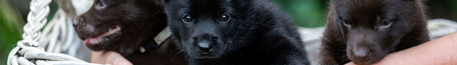 Tre svarta hundvalpar i en rottingkorg