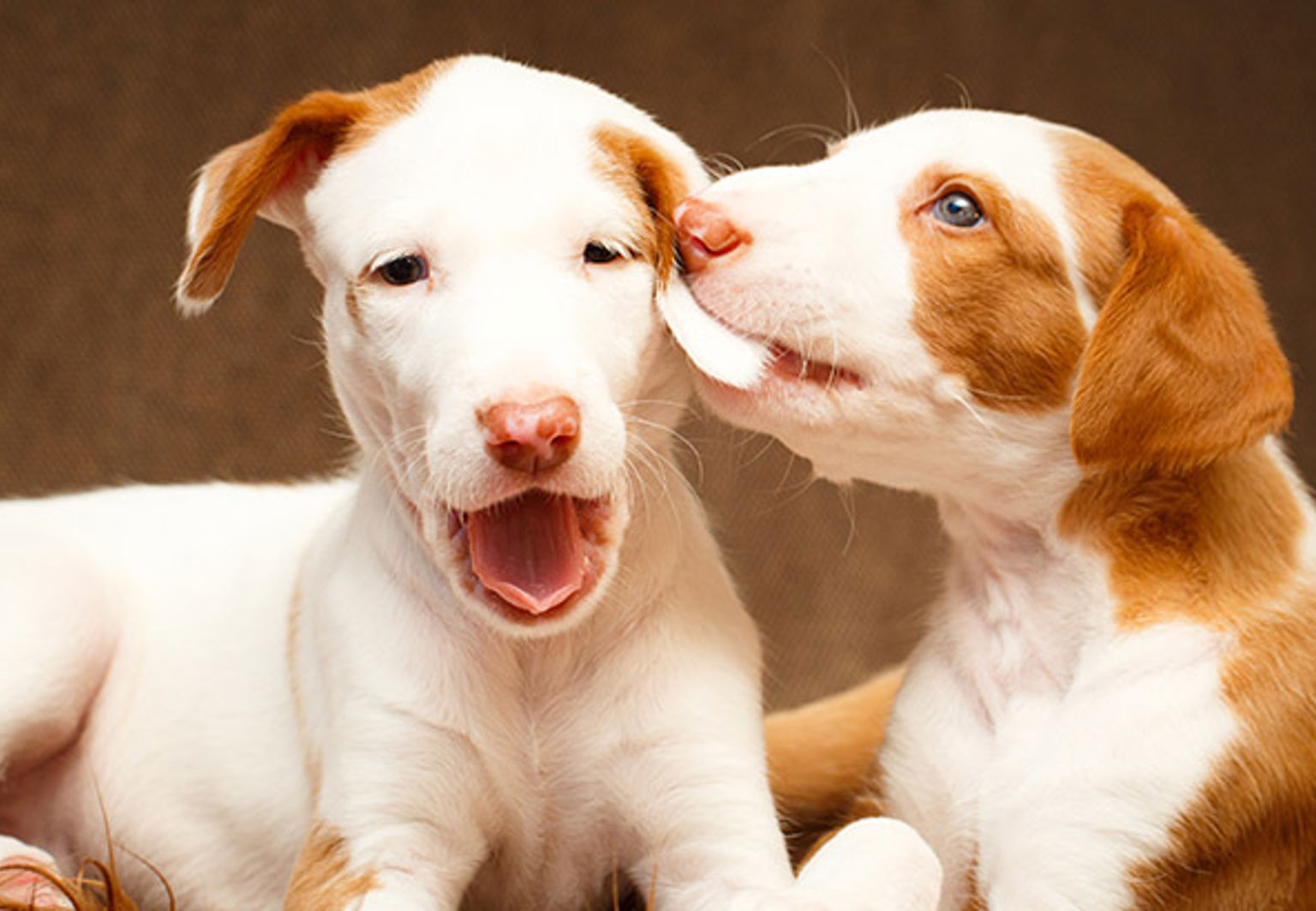 Två hundar som ligger ner bredvid varandra, den ena hunden biter den andra i örat