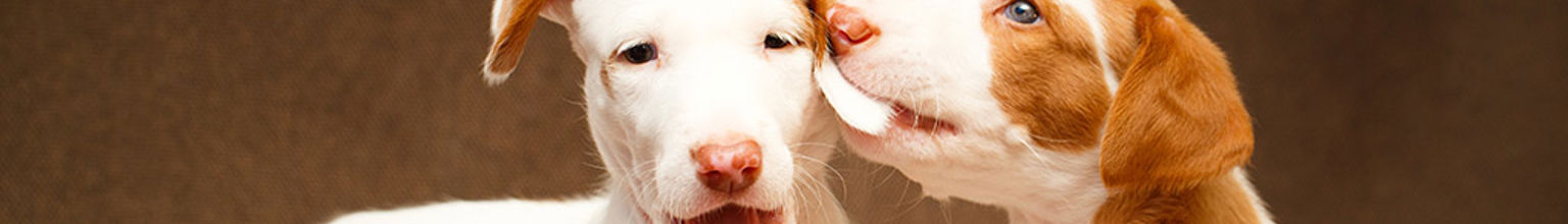 Två hundar som ligger ner bredvid varandra, den ena hunden biter den andra i örat