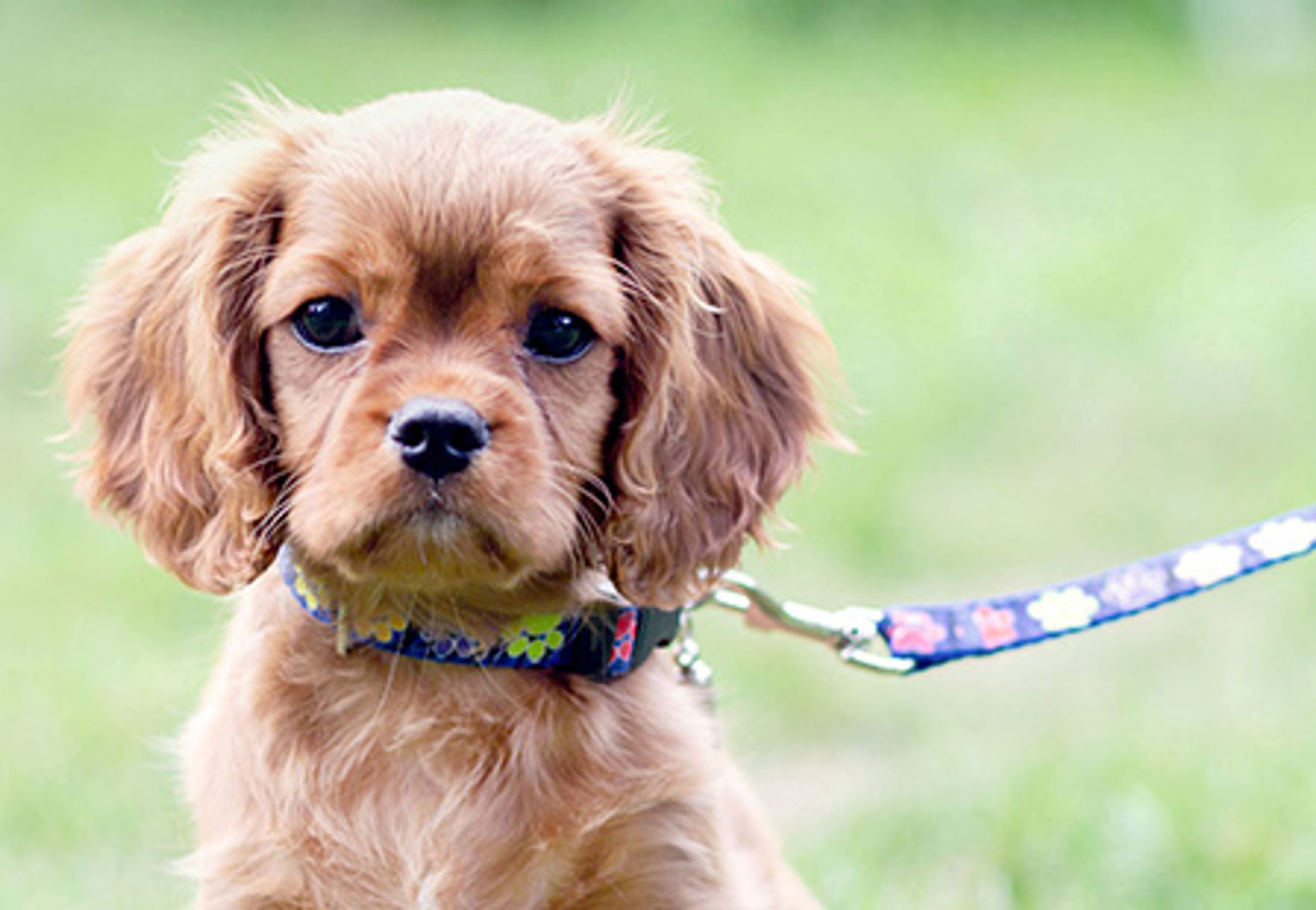 liten cocker spanielvalp med koppel