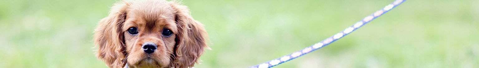 liten cocker spanielvalp med koppel