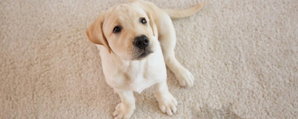 Hundvalp sitter på matta och övar på att bli rumsren