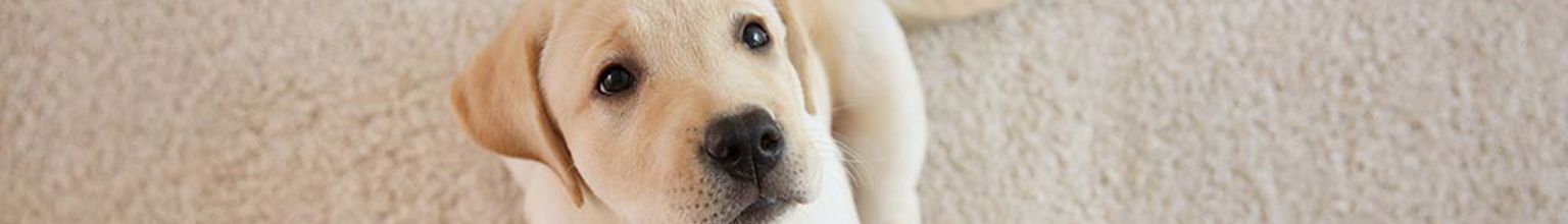 Hundvalp sitter på matta och övar på att bli rumsren