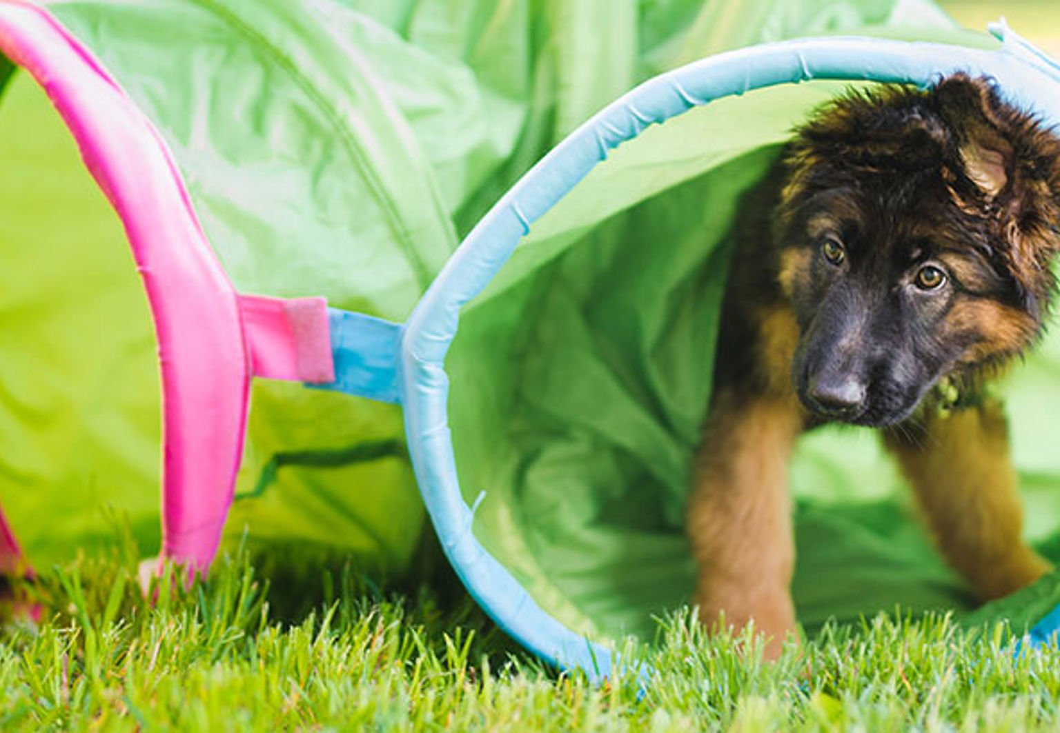 Hundvalp som tränar i det gröna gräset