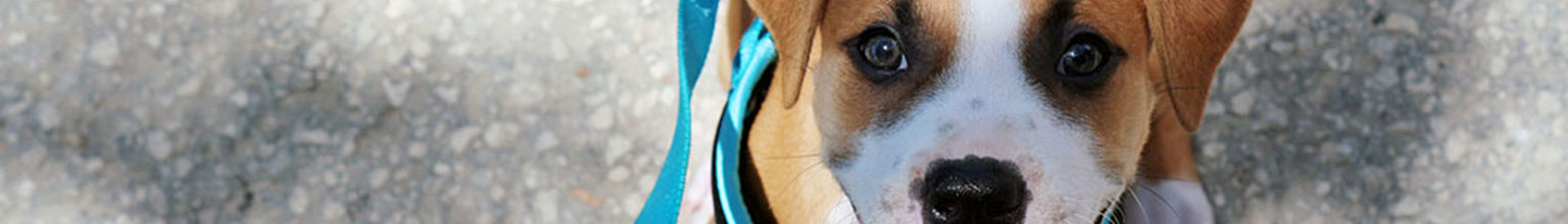 Hundvalp som sitter på asfalt med turkos sele på sig som tittar upp och in i kameran