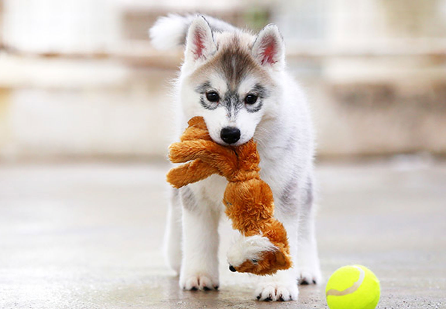 Hundvalp med hundleksak i munnen och en tennisboll bredvid sig